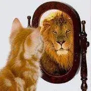 image d'un chat qui se regarde lion dans un miroir.